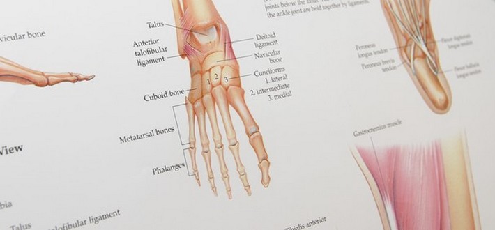 bone diagram