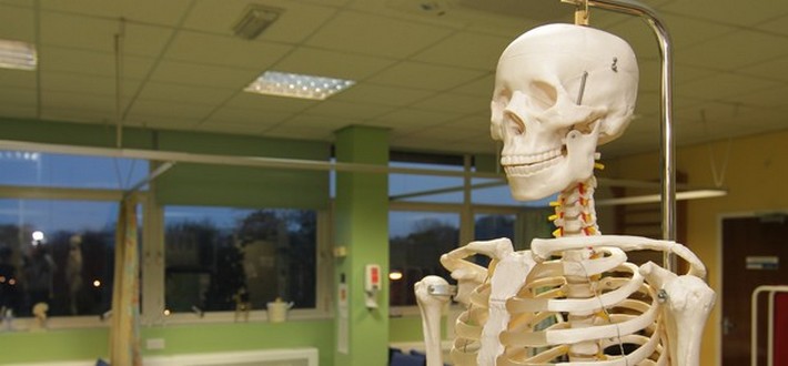 skeleton